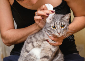 Qu’est-ce qui fait que le chat sent mauvais |  Pourquoi mon chat sent-il mauvais