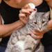 Qu’est-ce qui fait que le chat sent mauvais |  Pourquoi mon chat sent-il mauvais