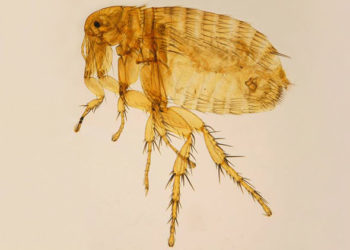 Tout sur la puce du rat oriental