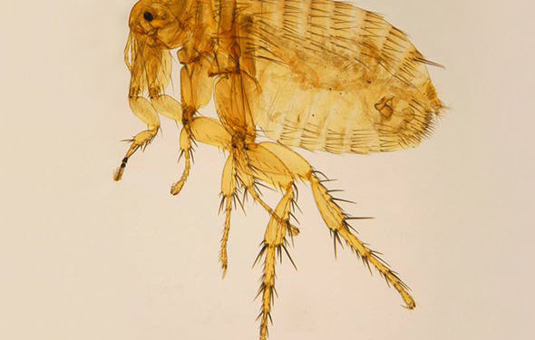 Tout sur la puce du rat oriental