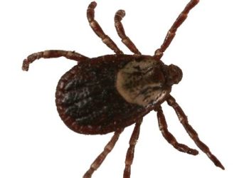 Tout sur la tique du bois