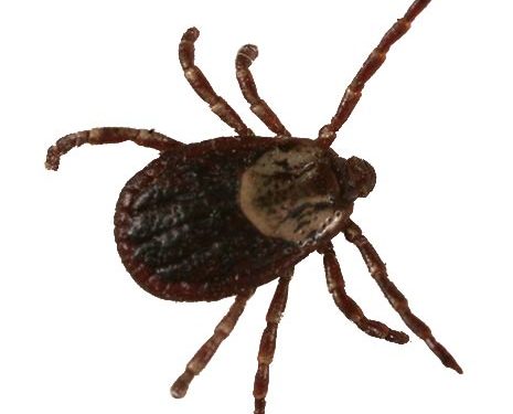 Tout sur la tique du bois