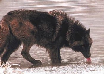 Tundra Wolf – Informations sur les faits, la taille, le régime alimentaire et l’habitat