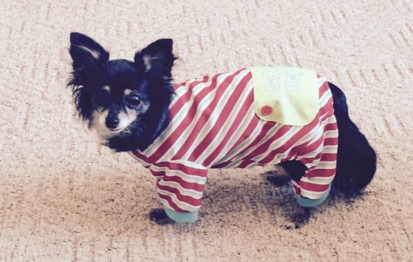 Un chien âgé vendu pour un centime a une seconde chance