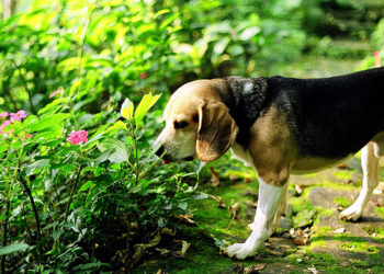 Un guide pour animaux de compagnie pour passer au vert