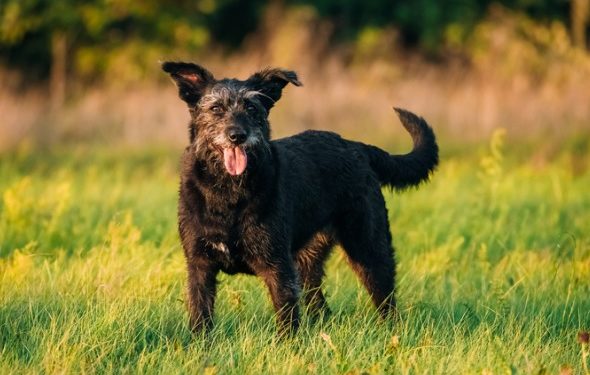 Un vétérinaire parle des meilleurs ingrédients pour les suppléments articulaires pour chiens