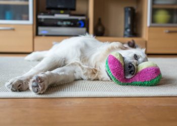 Une maison plus propre et plus verte pour vous et votre animal