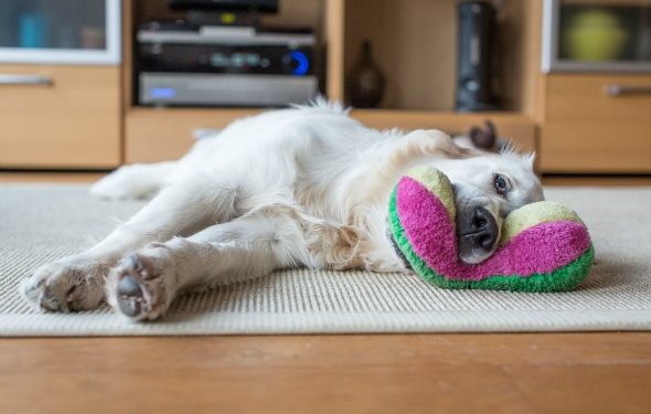 Une maison plus propre et plus verte pour vous et votre animal