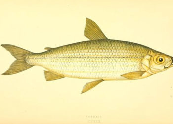 Vendace Fish – Faits, informations et photos clés