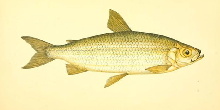 Vendace Fish – Faits, informations et photos clés