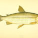Vendace Fish – Faits, informations et photos clés