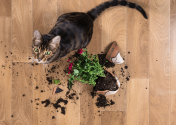 10 façons de modifier le comportement de votre animal