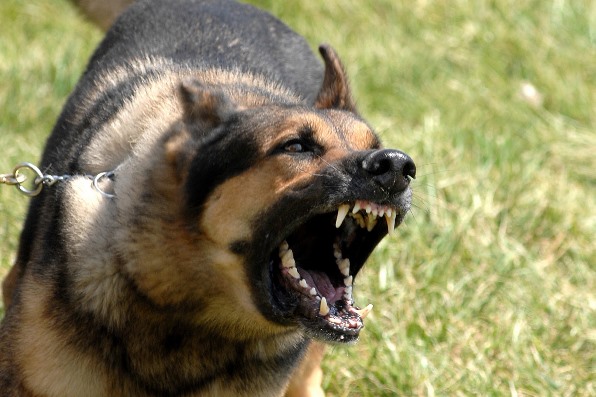 Solutions faciles pour arrêter les aboiements des chiens arrêtez d'aboyer le chien