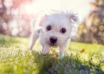 7 races de chiens à faible excrétion |  Animauxinfo