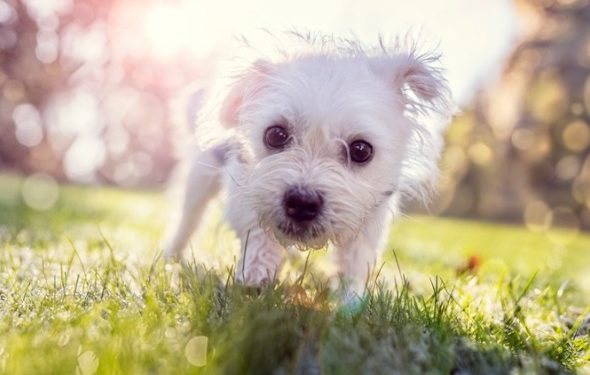 7 races de chiens à faible excrétion |  Animauxinfo