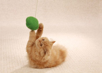 5 façons d’aider votre chat à mincir  Conseils pour lutter contre le surpoids et les gros chats