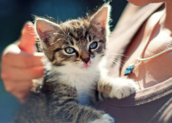 5 raisons de favoriser les chatons |  Pourquoi favoriser un animal de compagnie est génial!