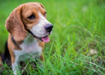 Acupuncture vétérinaire |  Acupuncture pour chiens, chats |  Qu’est-ce que l’acupuncture