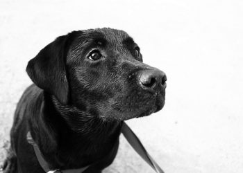 Adoptez un chien |  Animauxinfo