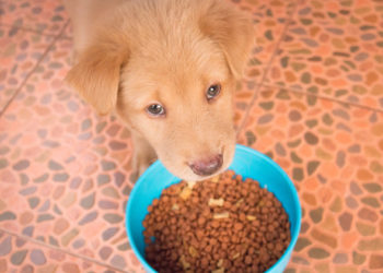 Aliments adaptés à l’âge des animaux domestiques: pourquoi c’est important