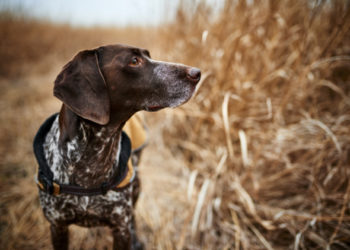 Anaplasmose chez les chiens »wiki utile  Animauxinfo