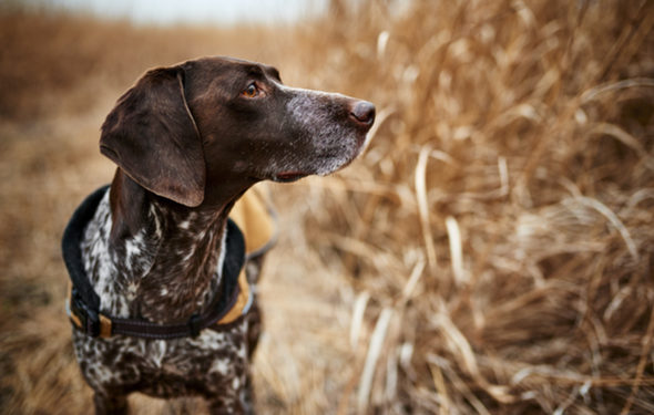 Anaplasmose chez les chiens »wiki utile Animauxinfo