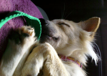 Anesthésiques: que sont-ils et comment aident-ils votre animal de compagnie