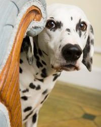 Anxiété du chien, dressage et traitements pour un chien déséquilibré