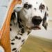 Anxiété du chien, dressage et traitements pour un chien déséquilibré