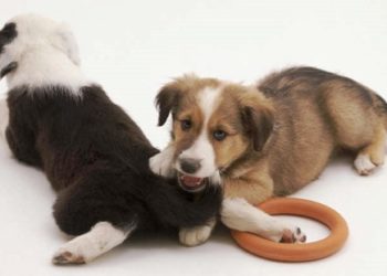 Arrêtez de mordre le chiot aujourd’hui avec ces étapes simplifiées