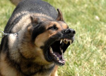 Arrêtez le chien d’aboyer lorsqu’il est déplacé et inconfortable.