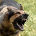 Arrêtez le chien d’aboyer lorsqu’il est déplacé et inconfortable.