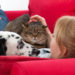 Avantages de la pension pour animaux à domicile |  Alternatives au chat traditionnel, pension pour chien