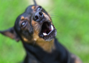 Comportement agressif chez les chiens (et les chats): comment gérer cette situation difficile