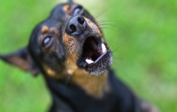 Comportement agressif chez les chiens (et les chats): comment gérer cette situation difficile