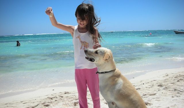 Comportement du chien, aidez vos chiens à s’équilibrer.