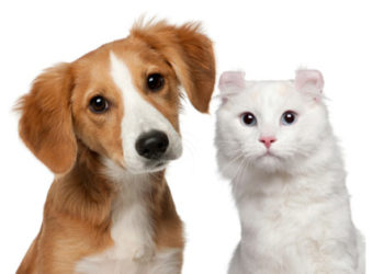 Déconstruction des étiquettes d’aliments pour animaux |  Informations sur l’étiquette des aliments pour chiens |  Informations sur l’étiquette des aliments pour chats