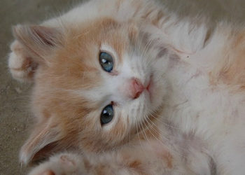 Donnez à votre chaton son meilleur cliché en bonne santé