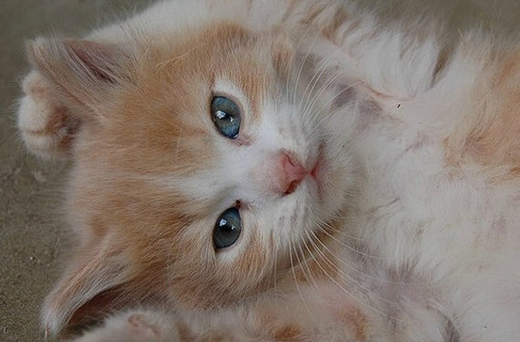 Donnez à votre chaton son meilleur cliché en bonne santé