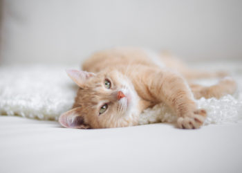 Est-ce que les chats rotent?  |  Animauxinfo