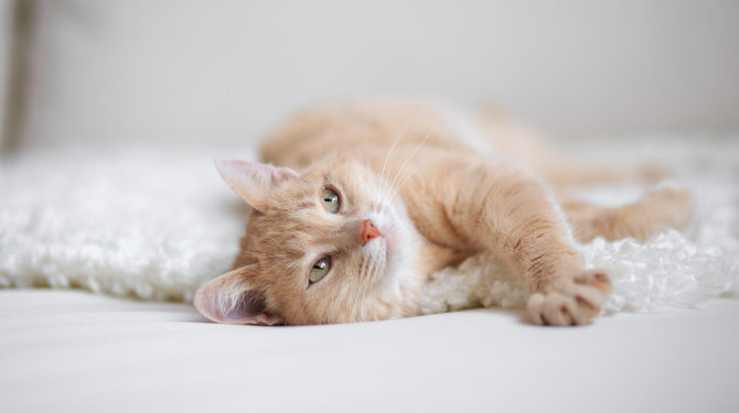 Est-ce que les chats rotent?  |  Animauxinfo