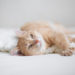 Est-ce que les chats rotent?  |  Animauxinfo