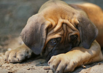 Êtes-vous dans le déni de puces?  |  Signes courants de puces chez les chiens et les chats