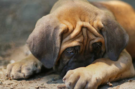 Êtes-vous dans le déni de puces?  |  Signes courants de puces chez les chiens et les chats