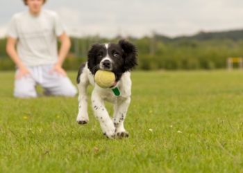 Êtes-vous prêt à devenir entraîneur de chiots?