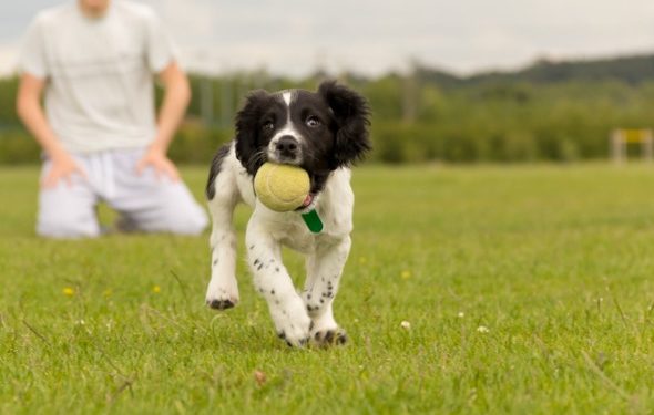 Êtes-vous prêt à devenir entraîneur de chiots?
