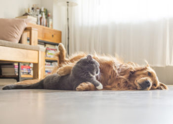 Êtes-vous prêt à prendre soin des animaux d’accueil?