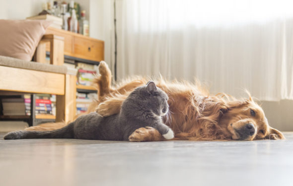 Êtes-vous prêt à prendre soin des animaux d’accueil?