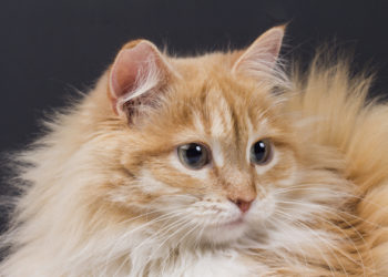 Faits sur les squames de chat et les allergies