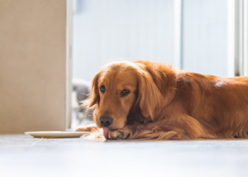 Granulome Acral Lick chez les chiens